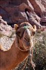 27 Camel